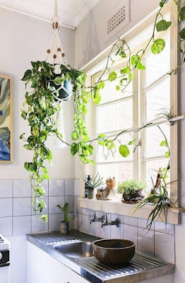 Ter plantas dentro de casa é uma ótima forma de deixar o lar mais agradável, melhorar o bem-estar e ampliar a conexão com a natureza.