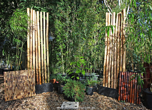 Bamboo In A Pot3