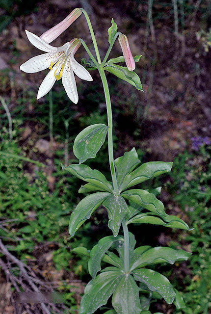 Лилия Вашингтон (Lilium washingtonianum)