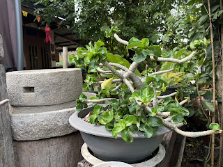 รูปภาพ