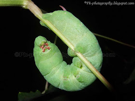 Green Caterpillar