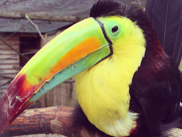 Toucan at Paradise Wildlife Park in Hertfordshire