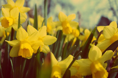 daffodils