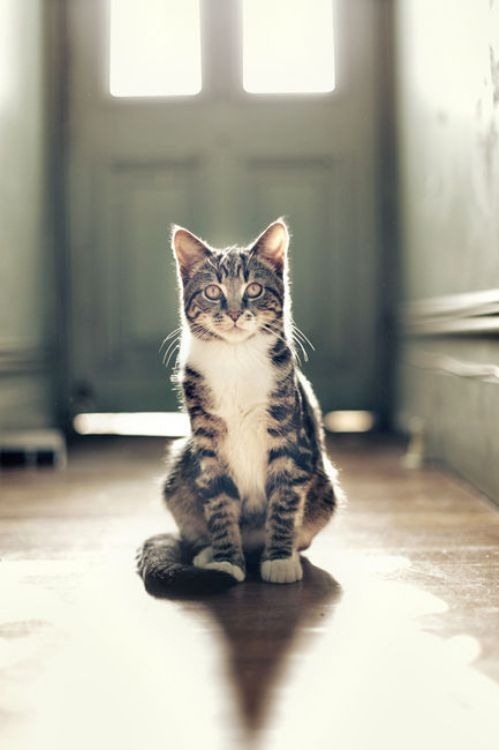 cute-cat-3