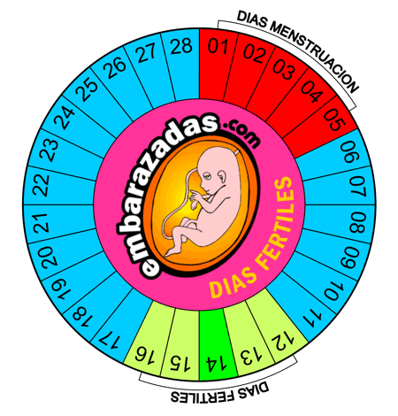 preciso ovular para poder quedar embarazada