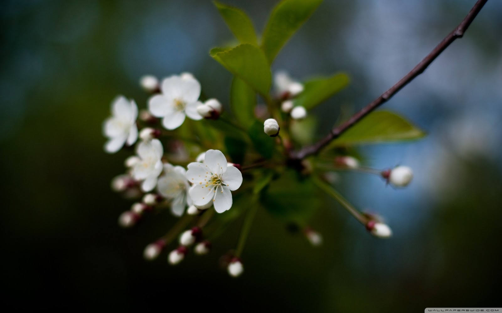 Cherry Blossom Flowers And Trees HD Wallpapers,Photos | Wallpapers ...