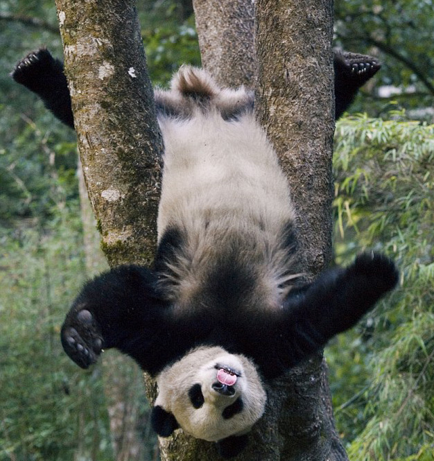 show me pictures of pandas photos