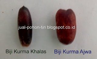 biji-kurma-ajwa