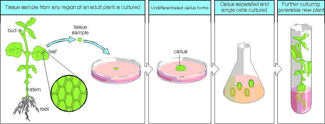 Plant Tissue Culture: A Biotechnological Methods to ...