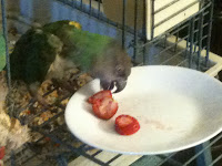 Taz enjoying some strawberries. Photo by Ana Tirolese ©2013 taken with iPhone