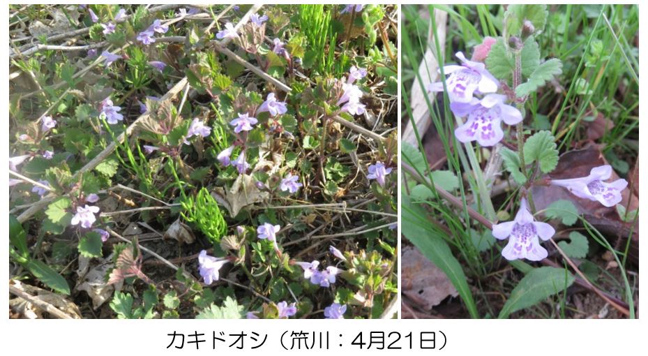 ささやかな手抜き菜園から 春の笊川ほとりの草花 シソ目とその機能