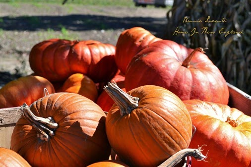 pumpkins 1
