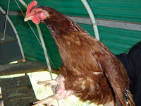 Rhode Island Red Hen