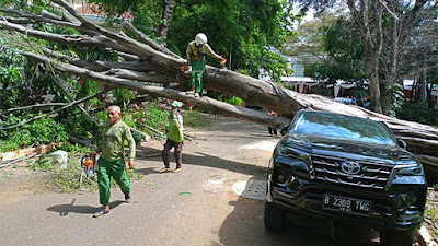 GEGER! Pohon Besar Tumbang di Depan Rumah Prabowo, Netizen: Apa Ini Tanda-tanda Alam AKan Tumbangnya Kekuasaan dan Penguasa Dzalim?