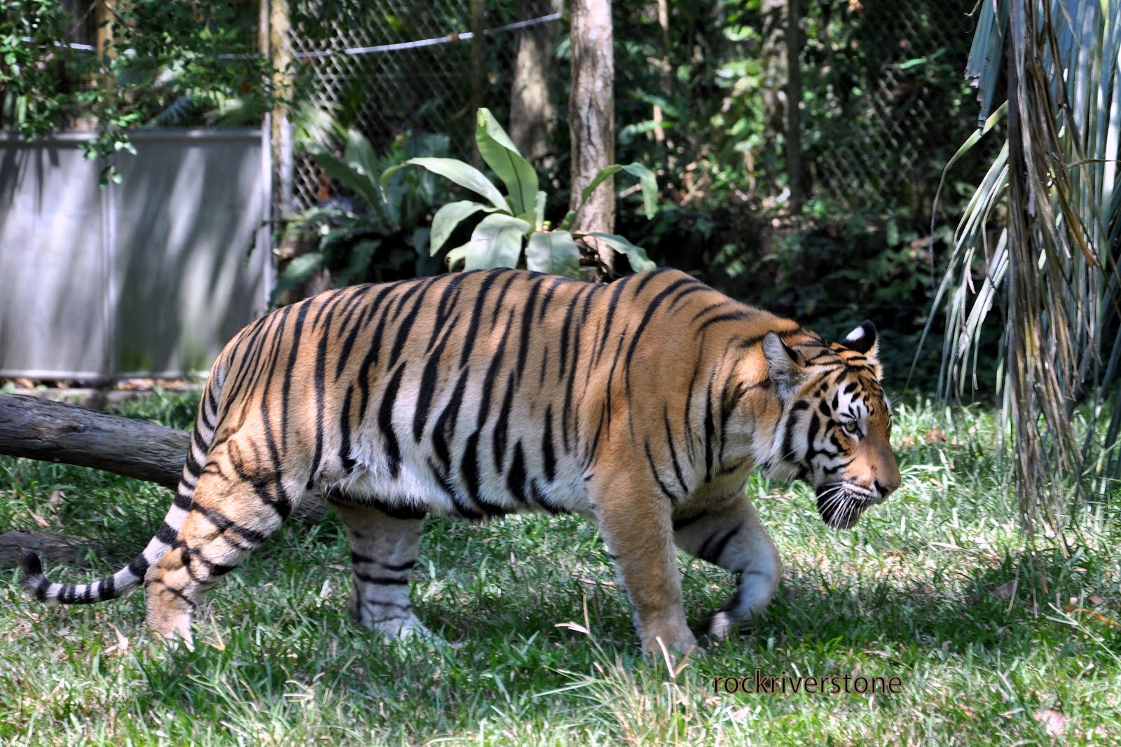 Malayan Tiger  Harimau Belang  Panthera tigris jacksoni