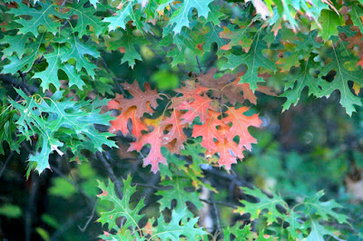 some beautiful colors are showing in our oak leaves