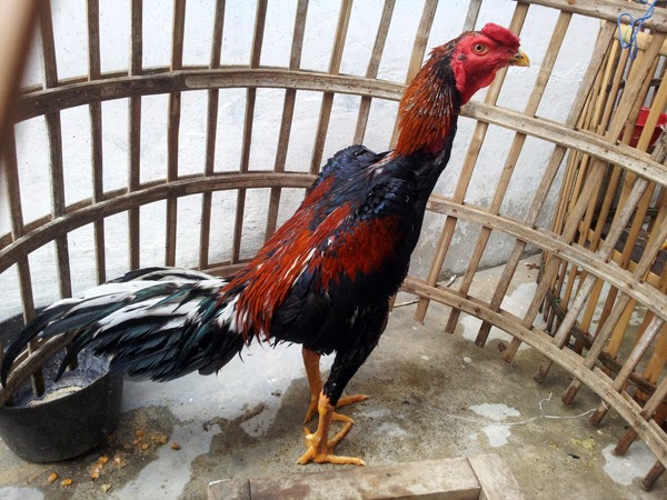 Ayam Petarung Aceh: Lancuran Pakoy x bangkok import 