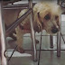 Casal de idosos é preso por fazer cirurgia caseira em cachorro em Iguatu, no Interior do Ceará