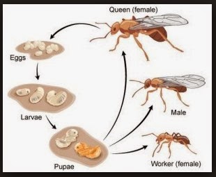 Siklus Hidup  Semut Rang Rang Penghasil Kroto Gerak Maju 