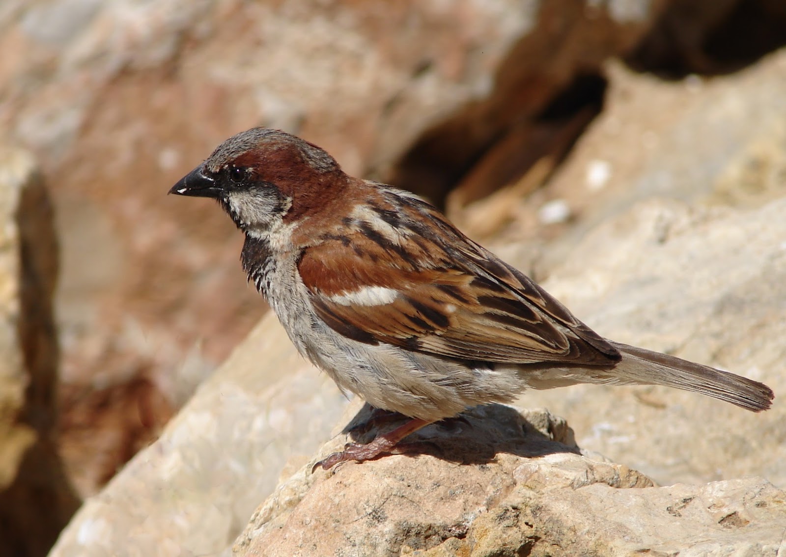 house sparrows