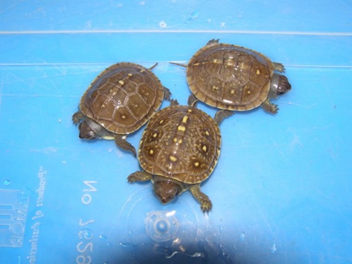 ten_exotic_pets_in_the_world-www.wonders-world.com-05