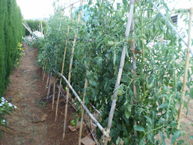 Tomates huerto casero
