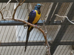 golden breasted starling