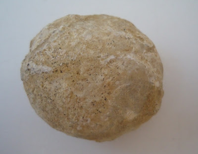 Fossil Tortoise/Turtle egg 