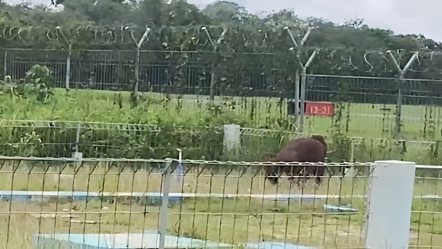  Orang Utan Sempat Masuk Kawasan Bandara Sampit, BKSDA Pastikan Sudah Keluar