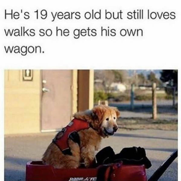 He's 19 years old but still loves walks so he gets his own wagon