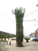 Growing Bamboo Indoors1
