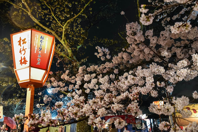 京都 櫻花 夜櫻 圓山公園 八坂神社 枝垂櫻