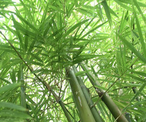 How To Grow Bamboo