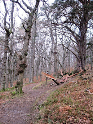 A junction in the path around Craigendarroch, Deeside