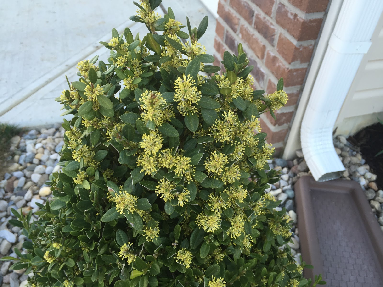 boxwood blooming edging english landscaping dwarf buxus yard which grass neophyte backyard