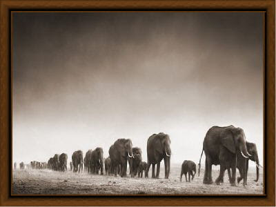 image of elephants 