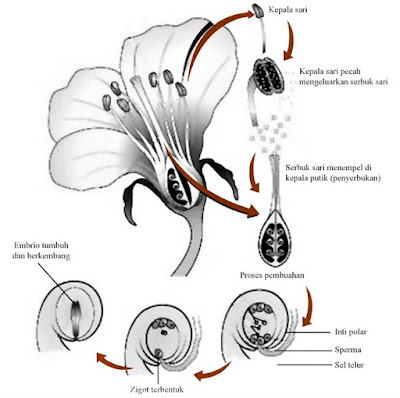  Keberadaan putik pada bunga memegang peranan penting bagi kelangsung spesies suatu tanama Fungsi Putik pada Bunga