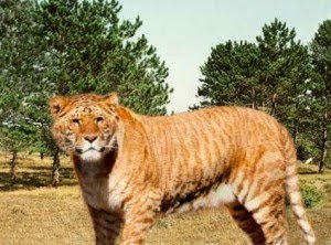 photos of liger