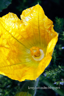 august-in-the-garden-courgette