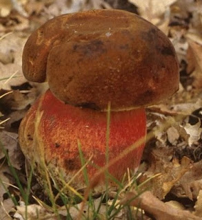 Boletus erythropus