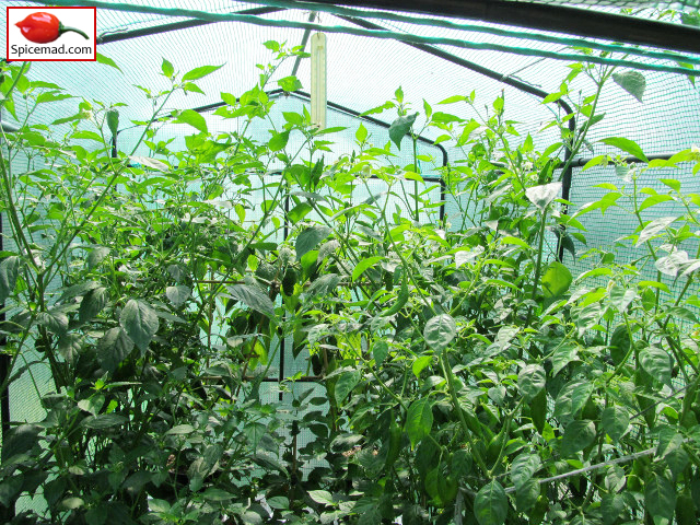 Chilli Plants in the Greenhouse - 30th July 2014