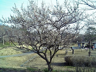 ume tree in the park