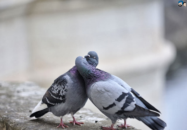 Love Pigeons Doll Wallpaper