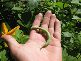 bean from my garden, how to start a backyard garden