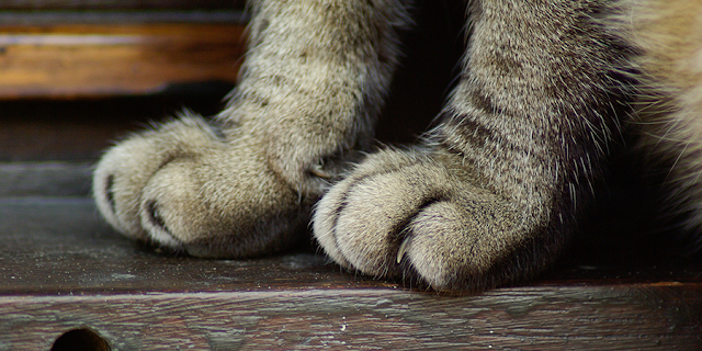 how much to declaw a cat