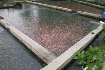 Tempat Wadah Kolam Dalam Budidaya Perikanan