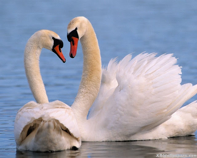 two white swans making love photograph