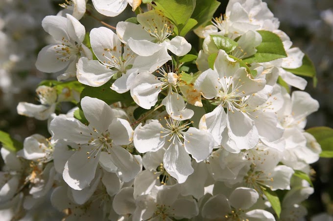 White Blooming Trees In Michigan : whitetree1 | White-blooming tree in park next to Mirabell ... : 628 x 416 jpeg 55 кб.