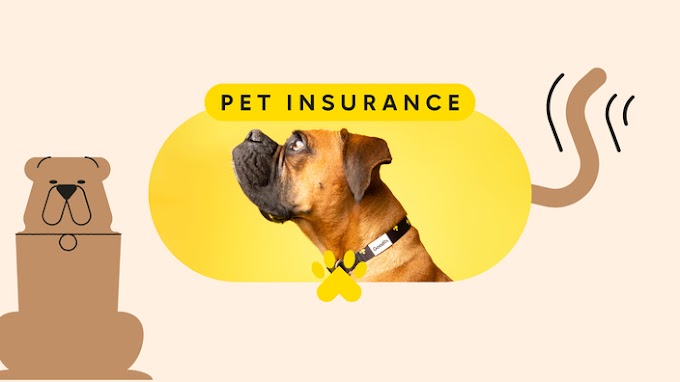 Accident-Only Pet Insurance: Is It the Right Choice for You?