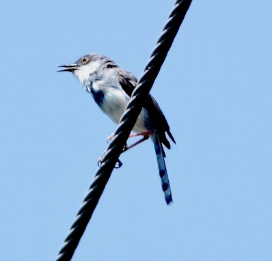 "Grey-breasted Prinia Prinia hodgsonii, resident of Mount Abu."